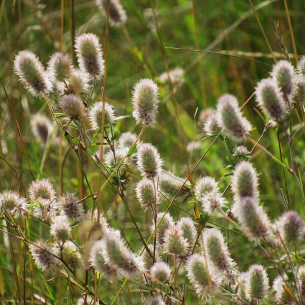 Tīruma āboliņš Trifolium arvense