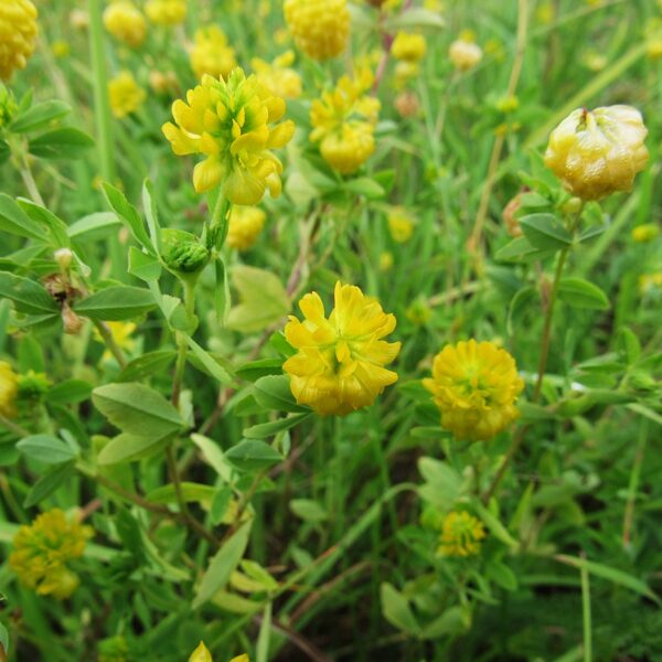 Zeltainais āboliņš Trifolium aureum