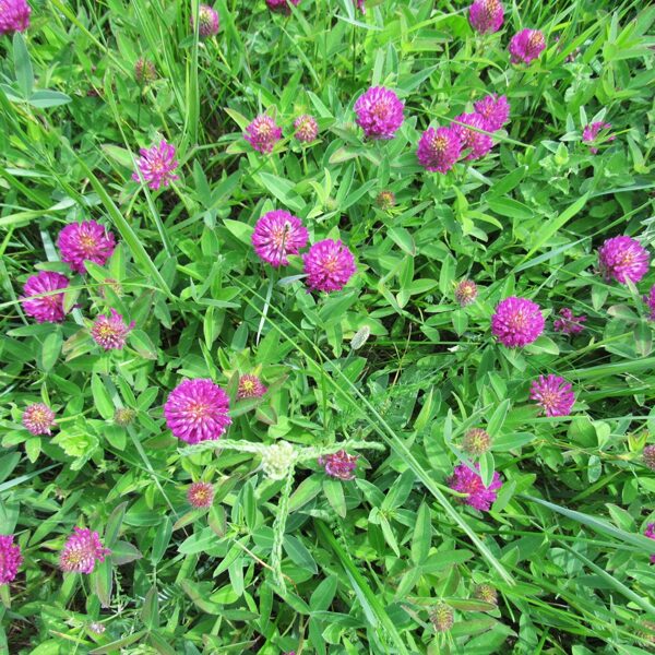 Zirgu āboliņš Trifolium medium