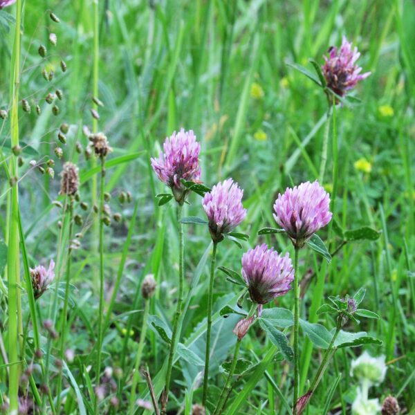 Pļavas āboliņš Trifolium pratense