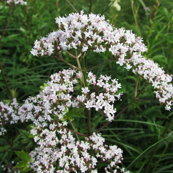 Ārstiecības baldriāns Valeriana officinalis
