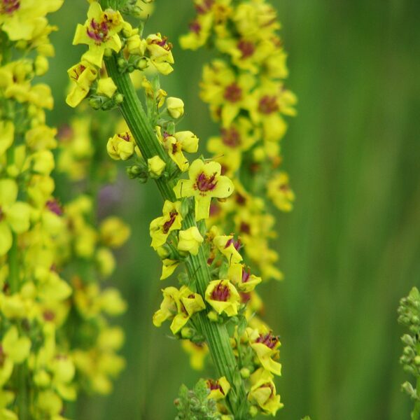 Melnais deviņvīruspēks Verbascum nigrum