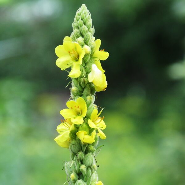 Parastais deviņvīruspēks Verbascum thapsus