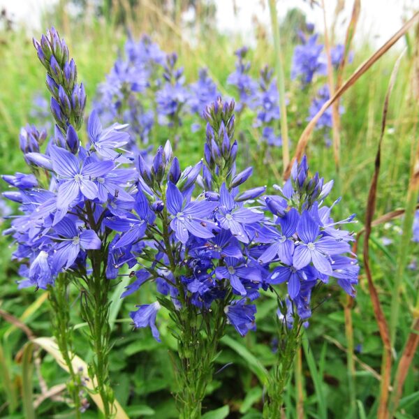Krasta veronika Veronica teucrium