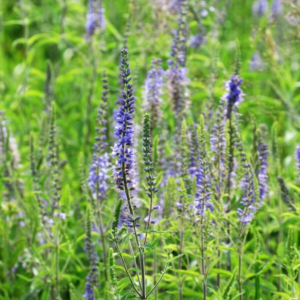 Garlapu veronika Veronica longifolia