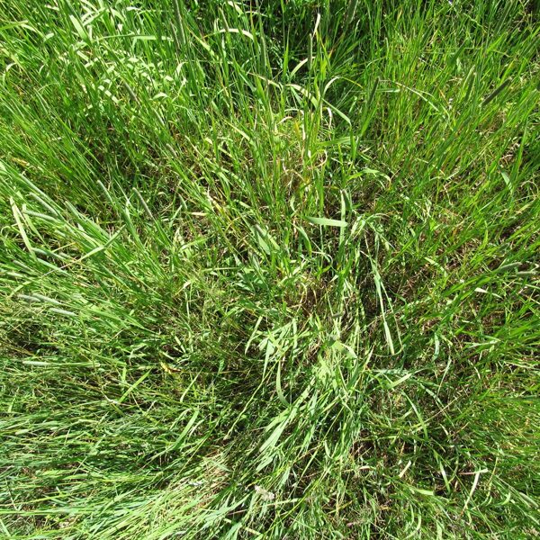 Sēts zālājs ar kamolzāli – vienas sugas audze.
