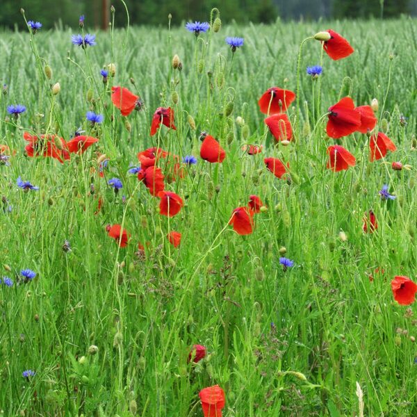 Tīruma "nezāles" labības lauka malā – īslaicīga veģetācija