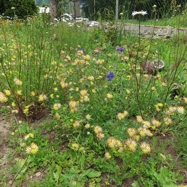 Manis veidota naturālistiska stila dobe Latvijā, izmantojot vietējās sugas.