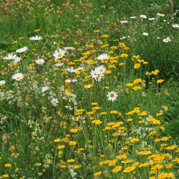 Manis veidota naturālistiska stila dobe Latvijā, izmantojot vietējās sugas.
