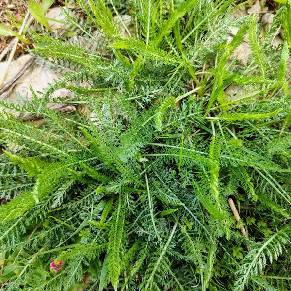 Parastais pelašķi Achillea millefolium