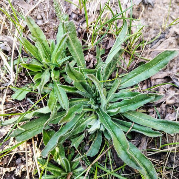 Parastais daglītis Echium vulgare