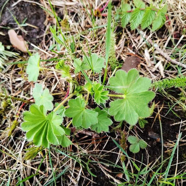 Rasaskrēsliņš Alchemilla sp.