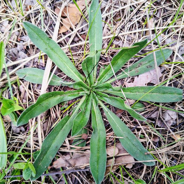 Ārstniecības vēršmēle Anchusa officinalis