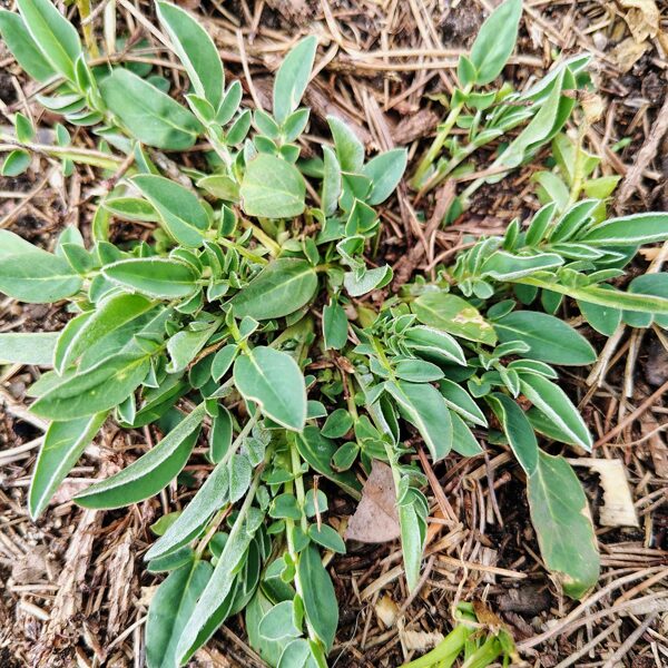 Pērkoņamoliņš Anthyllis sp.