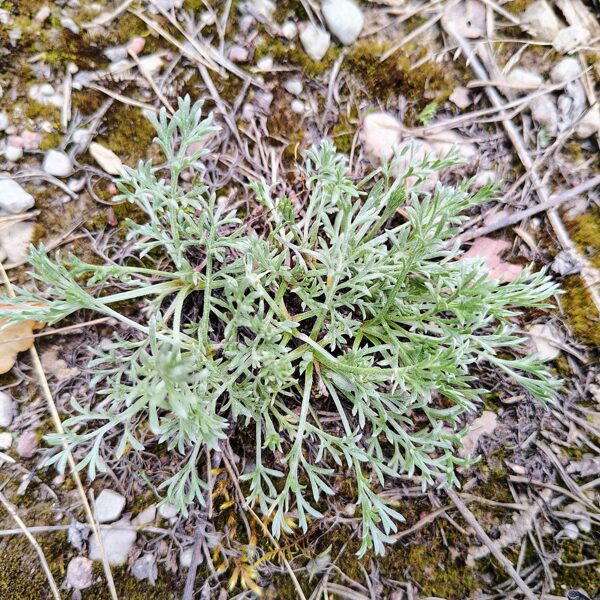 Lauka vībotne Artemisia campestris