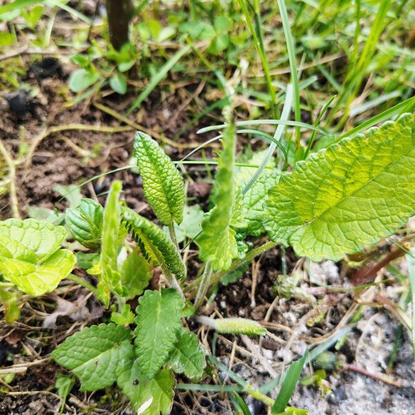 Ārstniecības pātaine Betonica officinalis (BVZ indikatorsuga)