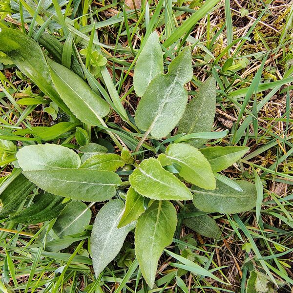 Kamolainā pulkstenīte Campanula glomerata