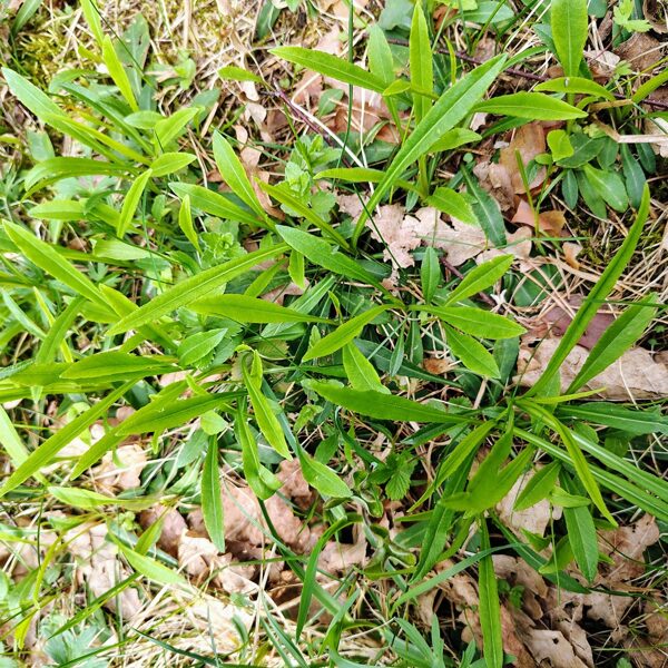 Dižā pulkstenīte Campanula persicifolia