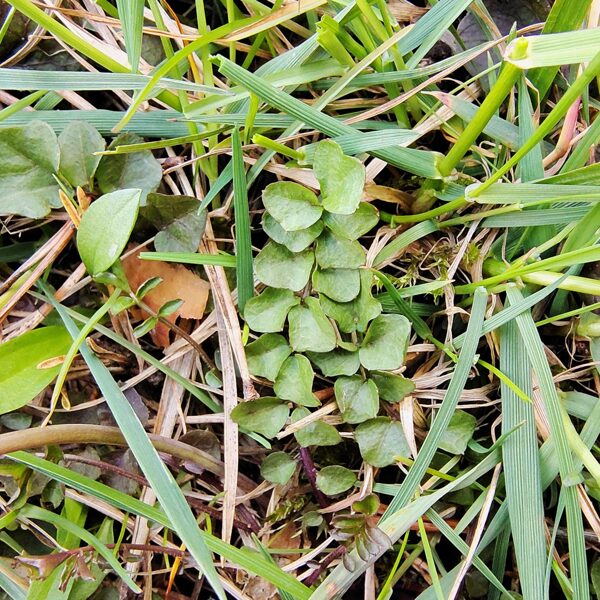 Pļavas ķērsa Cardamine pratensis (BVZ indikatorsuga)