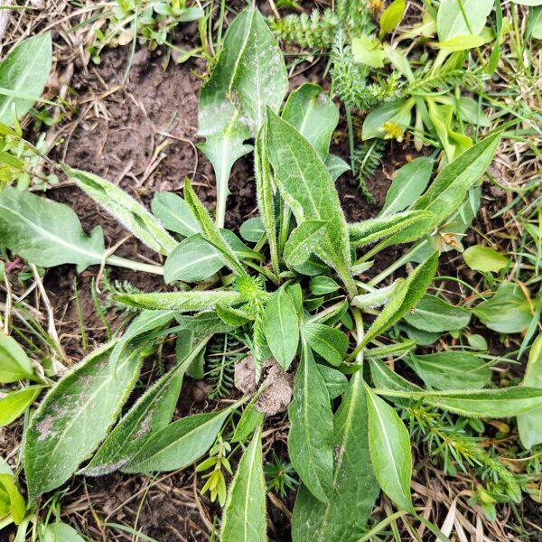 Pļavas dzelzene Centaurea jacea