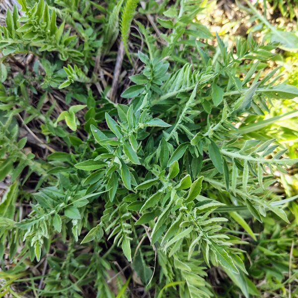 Lielā dzelzene Centaurea scabiosa