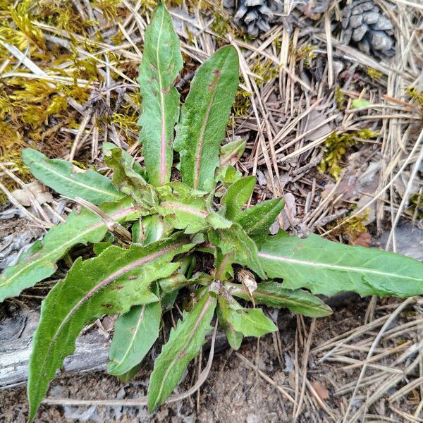Cigoriņš Cichorium intybus