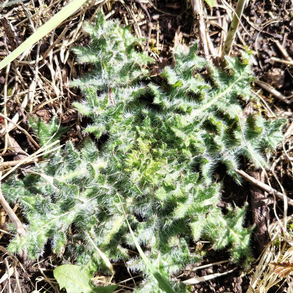 Purva dadzis Cirsium palustre