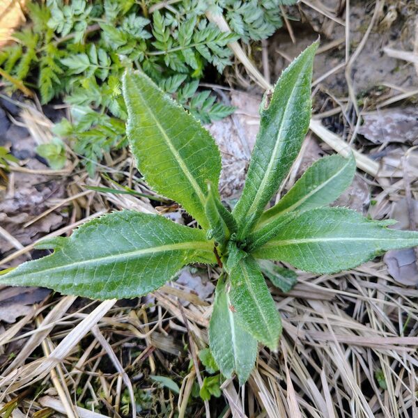 Dažādlapu dadzis Cirsium heterophyllum