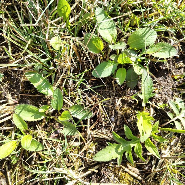 Lēdzerkste Cirsium oleraceum