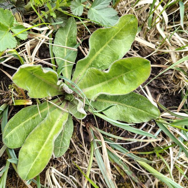 Krūmu cietpiene Crepis praemorsa (reta, aizsargājama!)