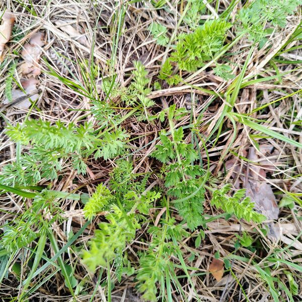 Savvaļas burkāns Daucus carota