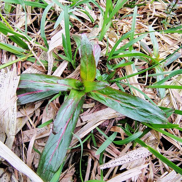 Pūkainā kazroze Epilobium hirsutum