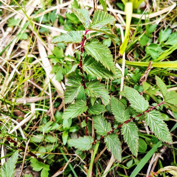Parastā vīgrieze Filipendula ulmaria