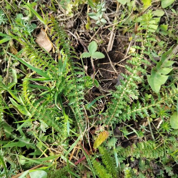 Lielziedu vīgrieze Filipendula vulgaris (BVZ indikatorsuga)