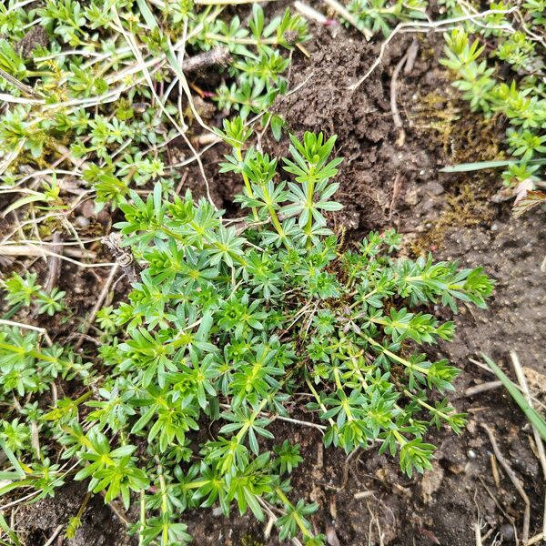 Baltā madara Galium album