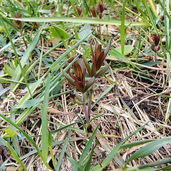 Ziemeļu madara Galium boreale (BVZ indikatorsuga)