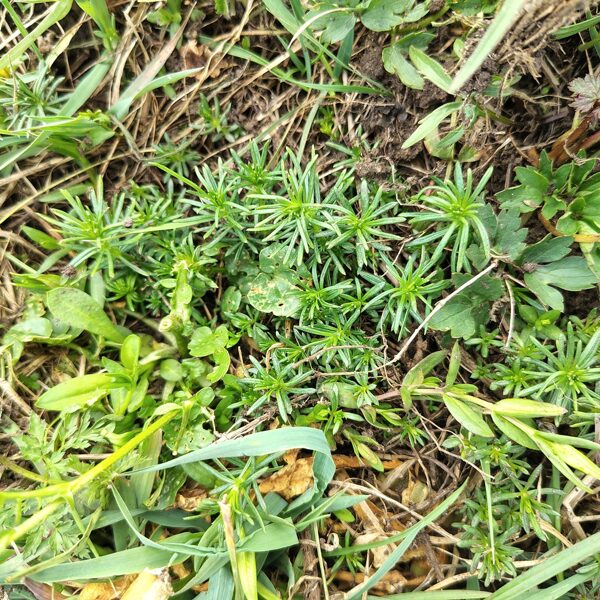 Īstā madara Galium verum (BVZ indikatorsuga)