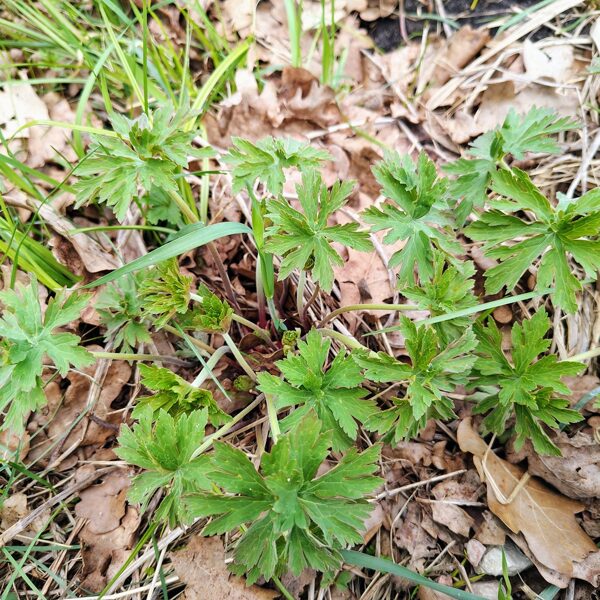 Pļavas gandrene Geranium pratense