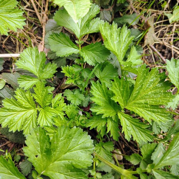 Pļavas bitene Geum rivale