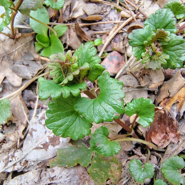 Efeju sētložņa Glechoma hederacea