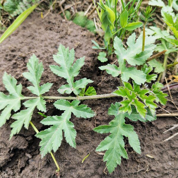 Sibīrija latvānis Heracleum sibiricum (vietējā suga)