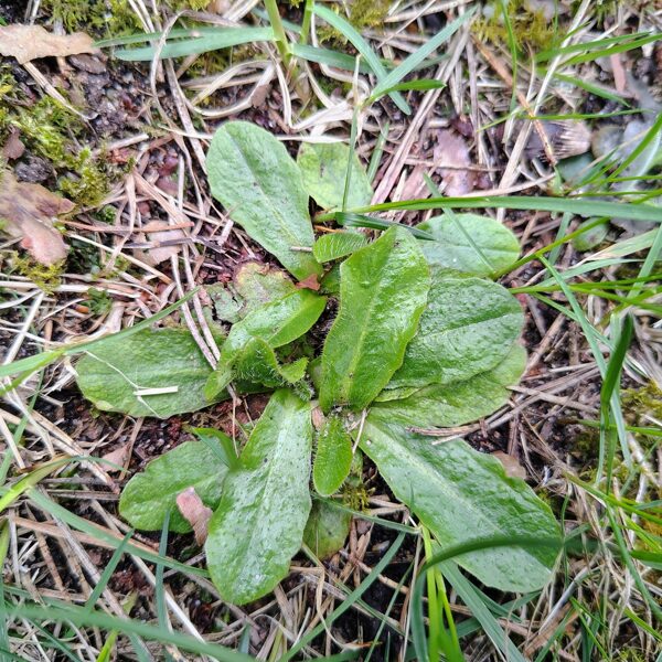 Sakņu pelūde Hypochaeris radicata