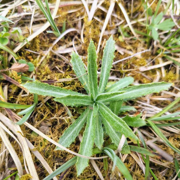 Parastais zeltdadzis Carlina vulgaris