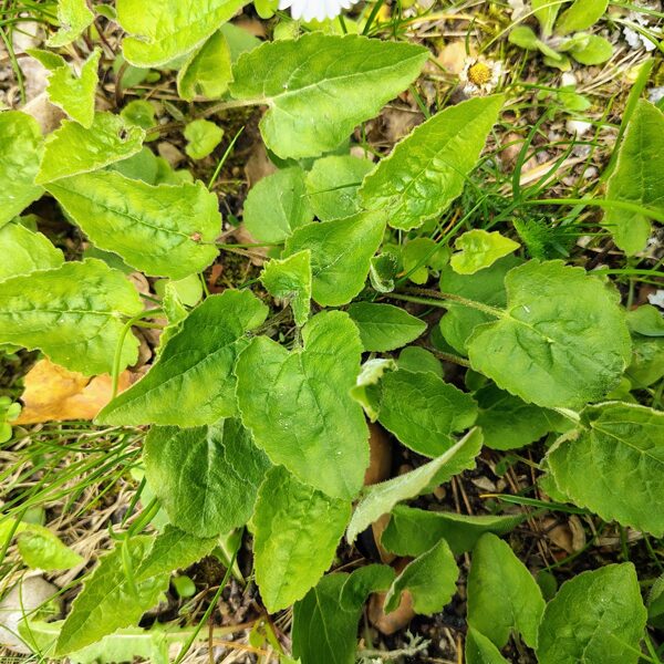 Tiruma pulkstenīte Campanula rapunculoides