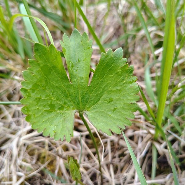 Zeltainā gundega Ranunculus auricomus