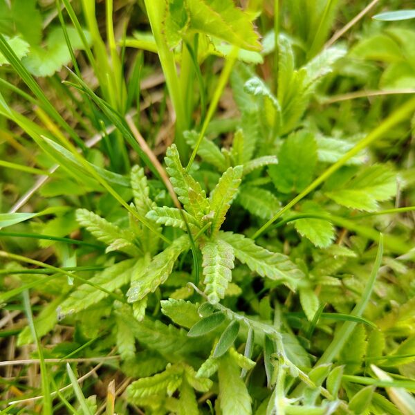 Mazais zvagulis Rhinanthus minor