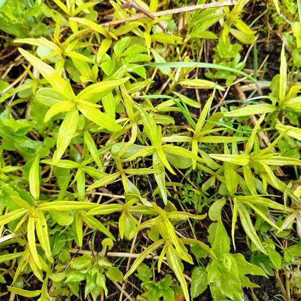 Birztalas nārbulis Melampyrum nemorosum