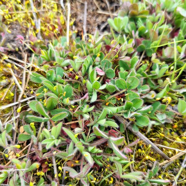 Tīruma āboliņš Trifolium arvense