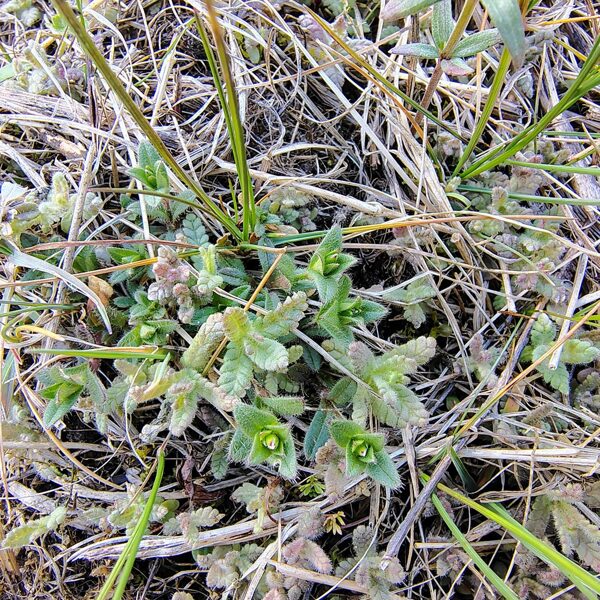 Lielais zvagulis Rhinanthus serotina