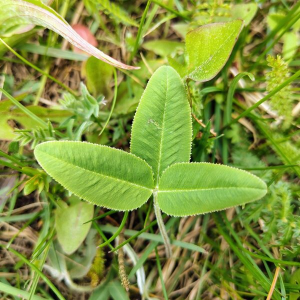 Kalnu āboliņš Trifolium montanum (BVZ indikatorsuga)
